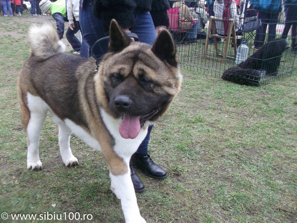 Expozitie canina Medias 2015 2