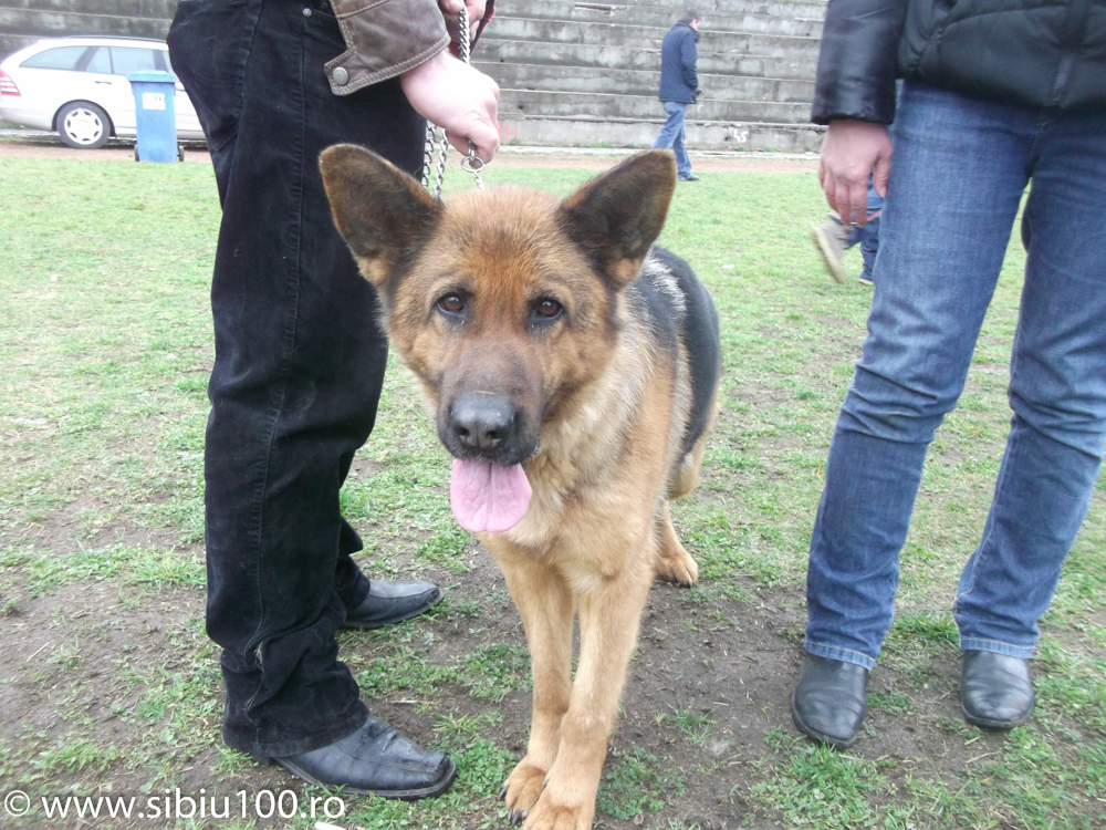 Expozitie canina Medias 2015 20