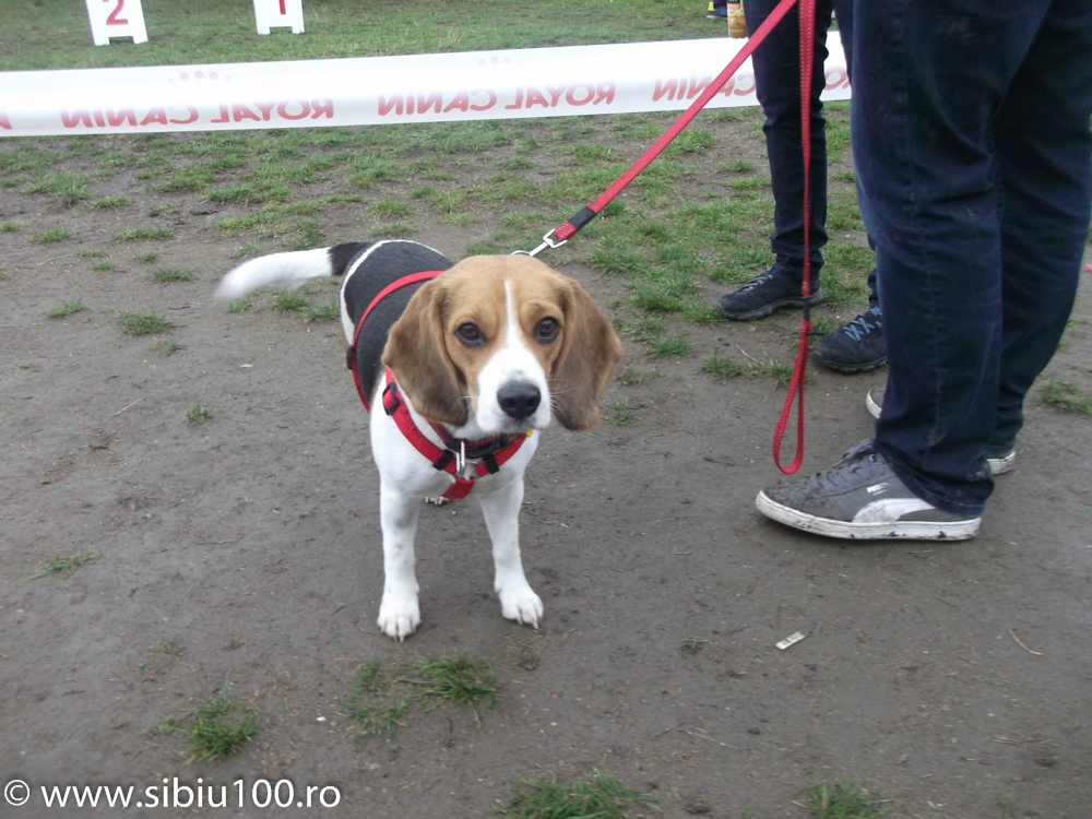 Expozitie canina Medias 2015 21