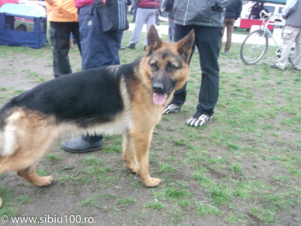 Expozitie canina Medias 2015 22