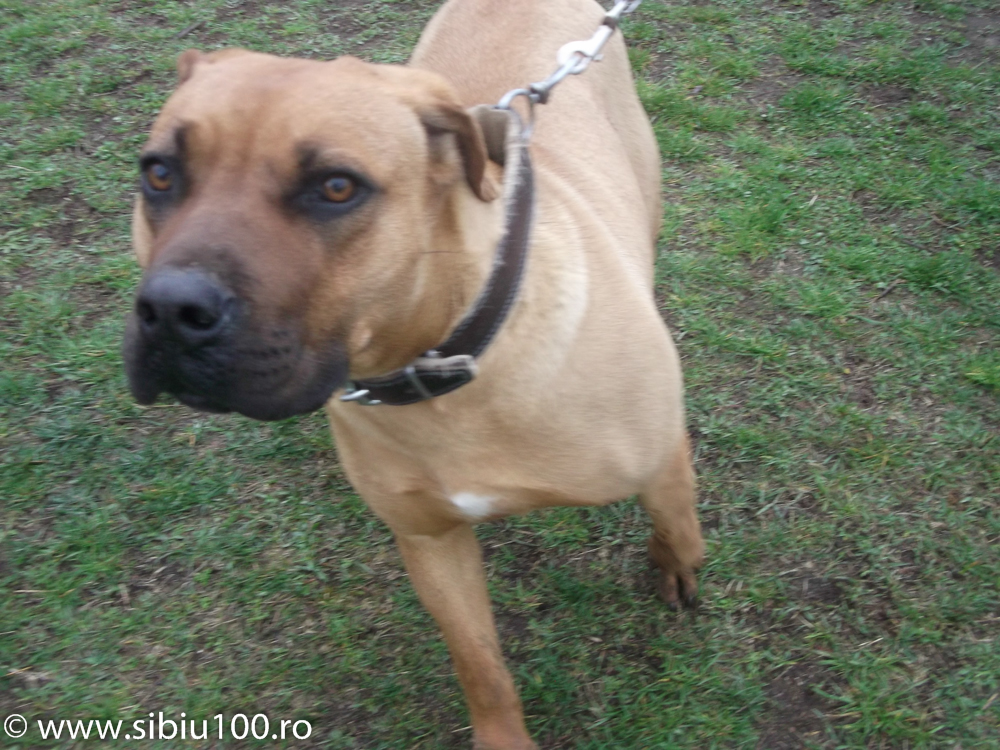 Expozitie canina Medias 2015 23