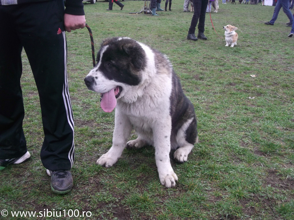 Expozitie canina Medias 2015 24