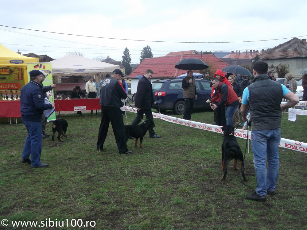 Expozitie canina Medias 2015 25