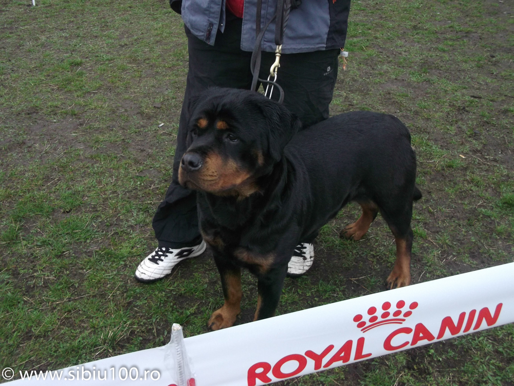 Expozitie canina Medias 2015 26