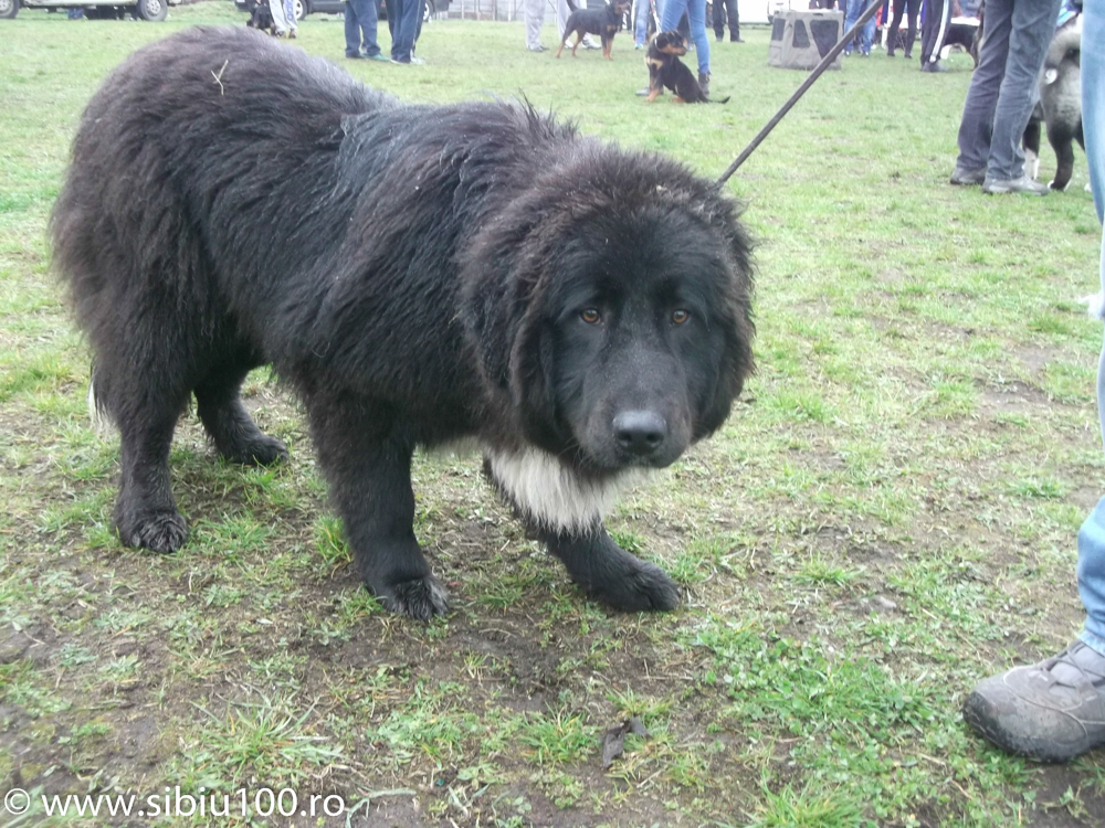 Expozitie canina Medias 2015 27