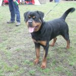 Expozitie canina Medias 2015 28