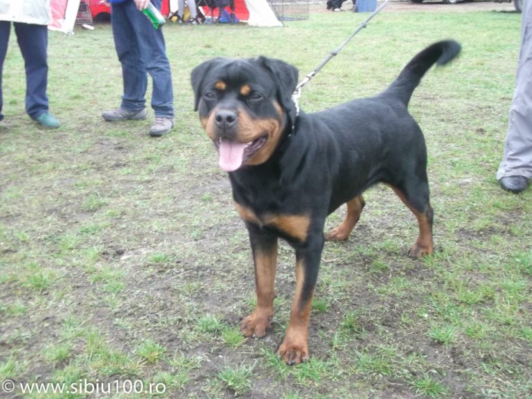 Expozitie canina Medias 2015 28