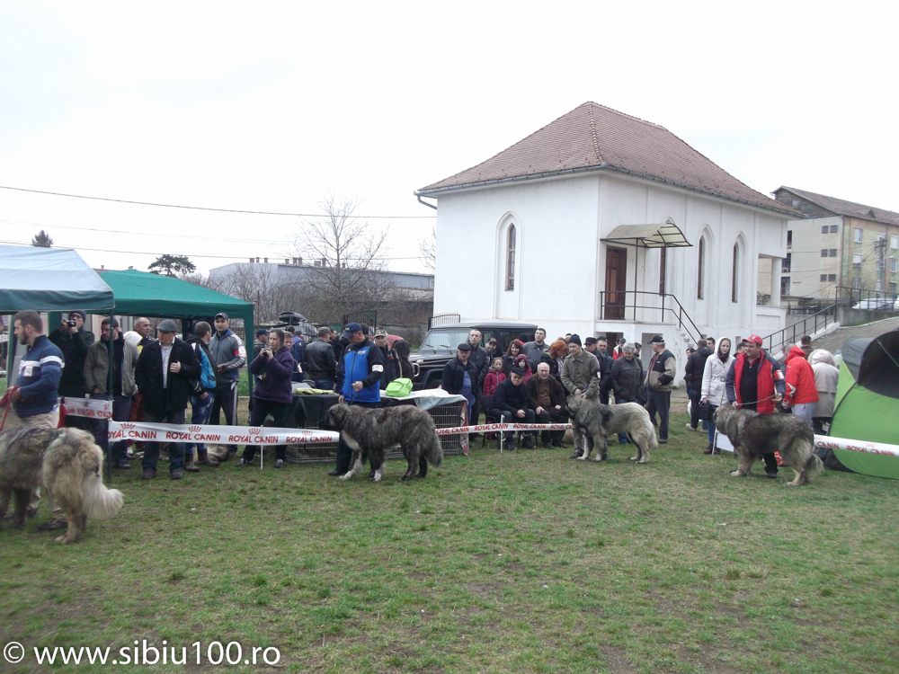 Expozitie canina Medias 2015 3