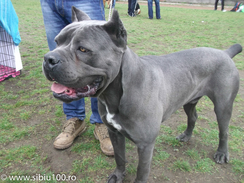 Expozitie canina Medias 2015 4