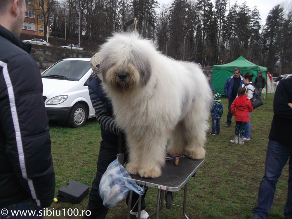 Expozitie canina Medias 2015 5
