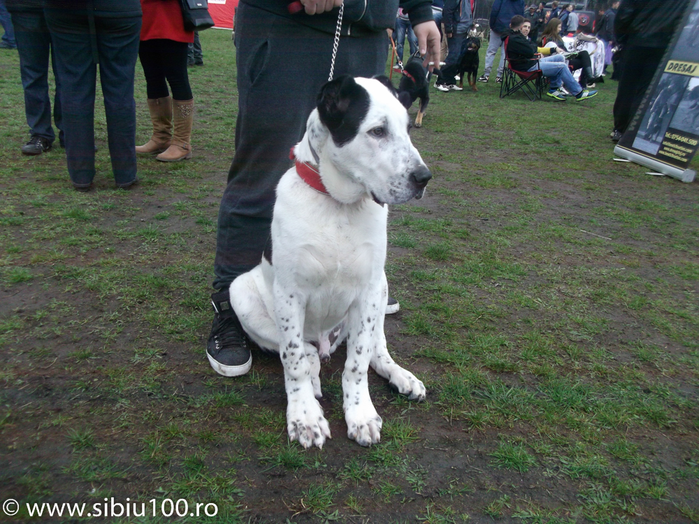 Expozitie canina Medias 2015 6
