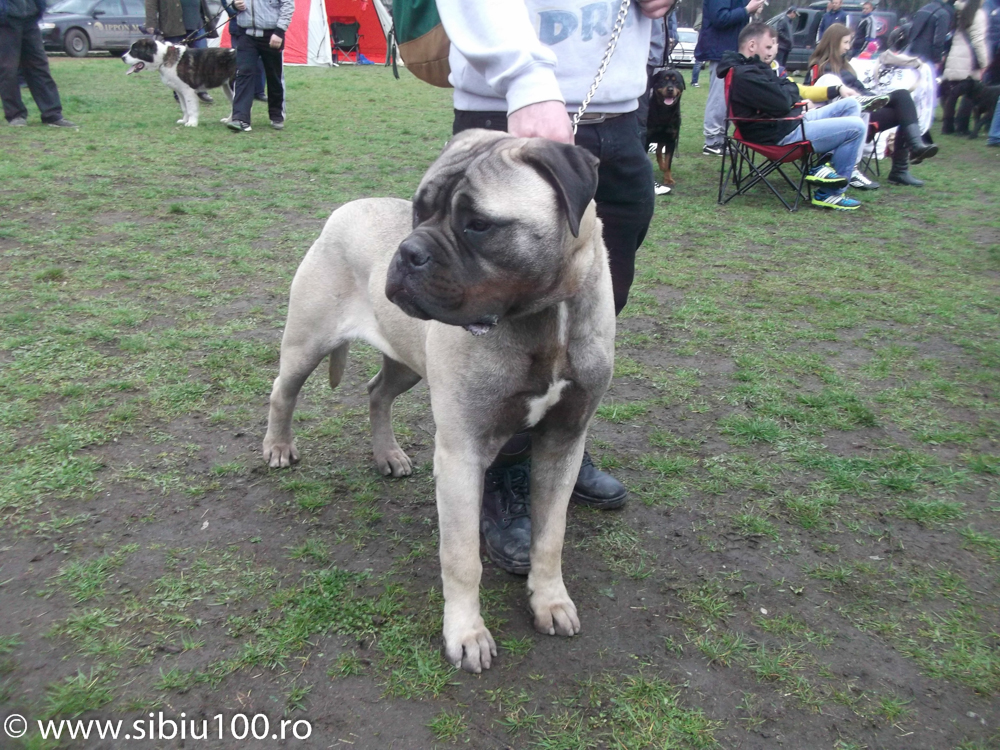 Expozitie canina Medias 2015 7