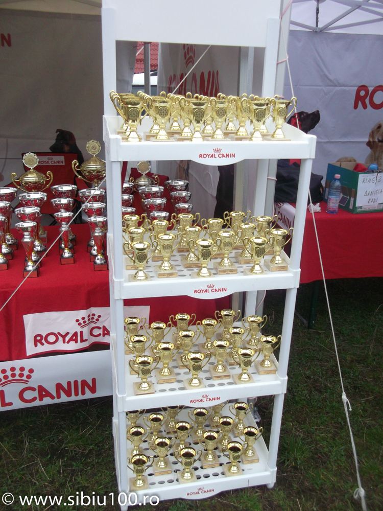 Expozitie canina Medias 2015 9