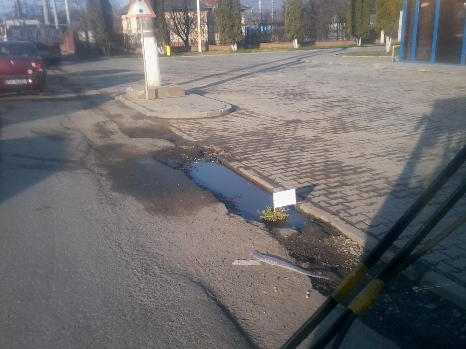 gropi cu iarba la medias 21