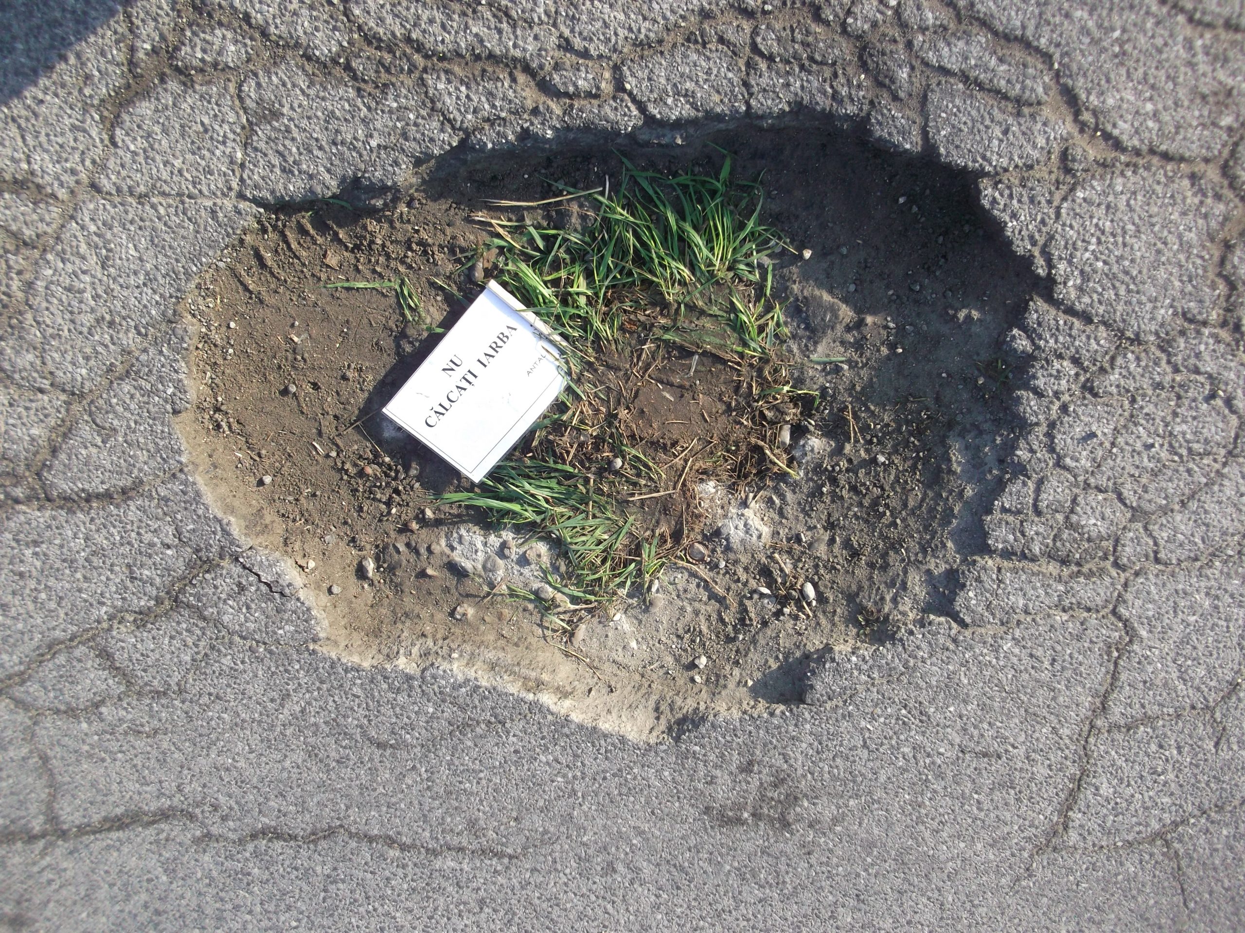 gropi cu iarba la medias 4