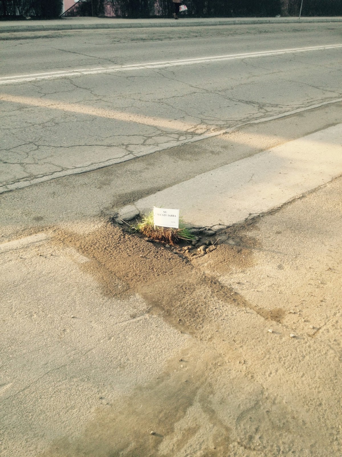 gropi cu iarba la medias 5