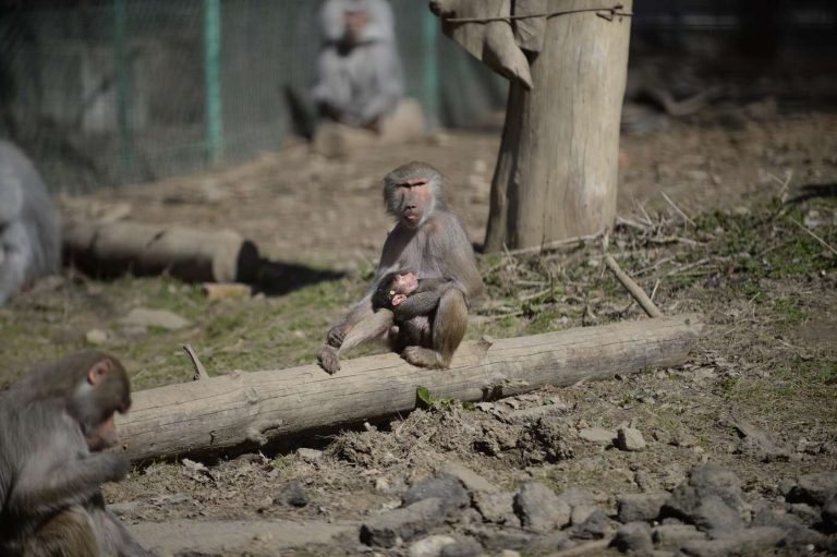 S-a născut primul pui de maimuță la Zoo Sibiu