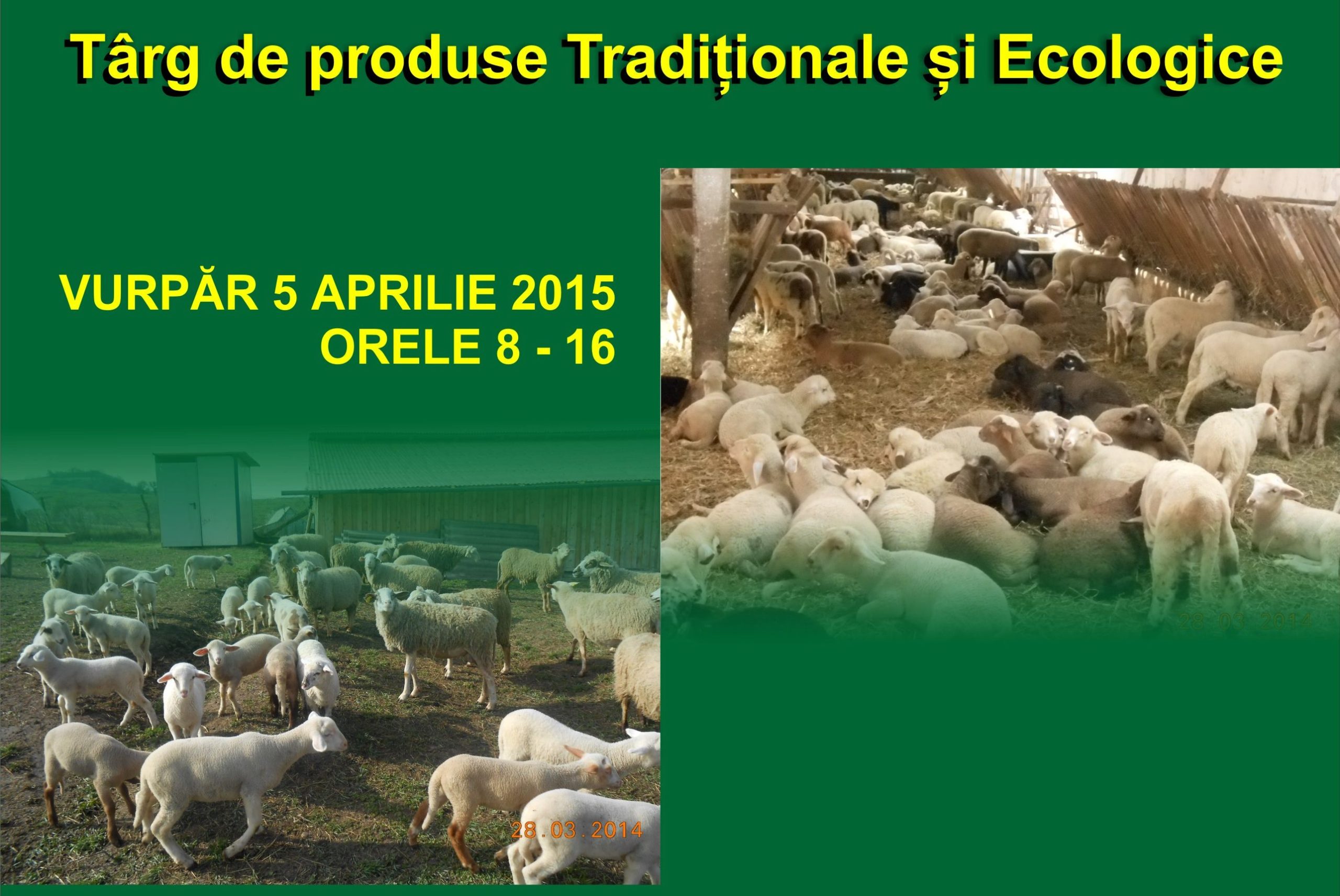 Expoziție de ovine cu vânzare, la Vurpăr
