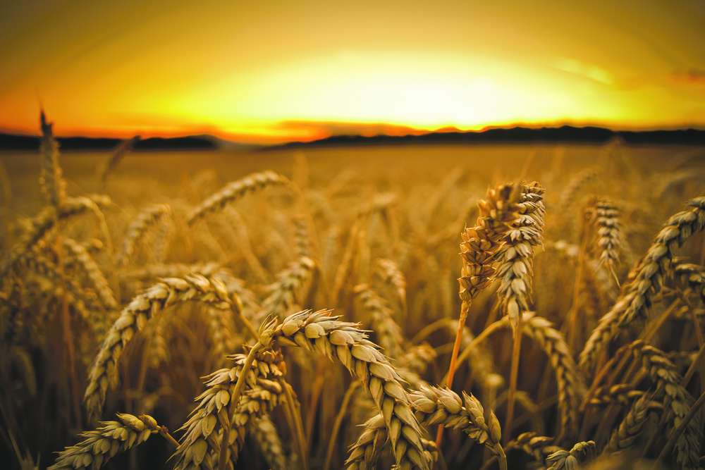 Primirea cererilor pentru subvenţiile în agricultură, în plină desfăşurare