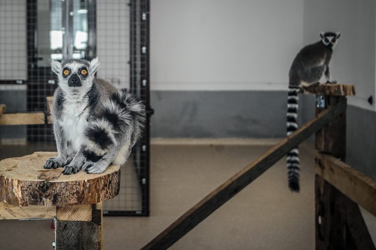 Noi animale la Zoo Sibiu și un eveniment educativ cu Alexandru Mironov