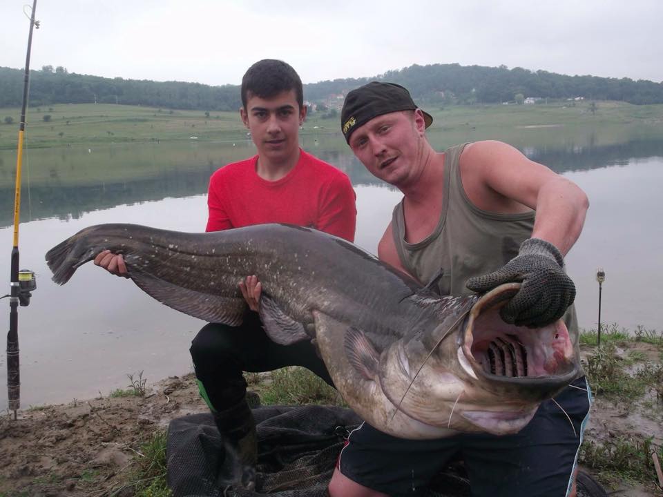 Foto&Video: Doi medieșeni au capturat un pește ce cântărește peste 30 kg