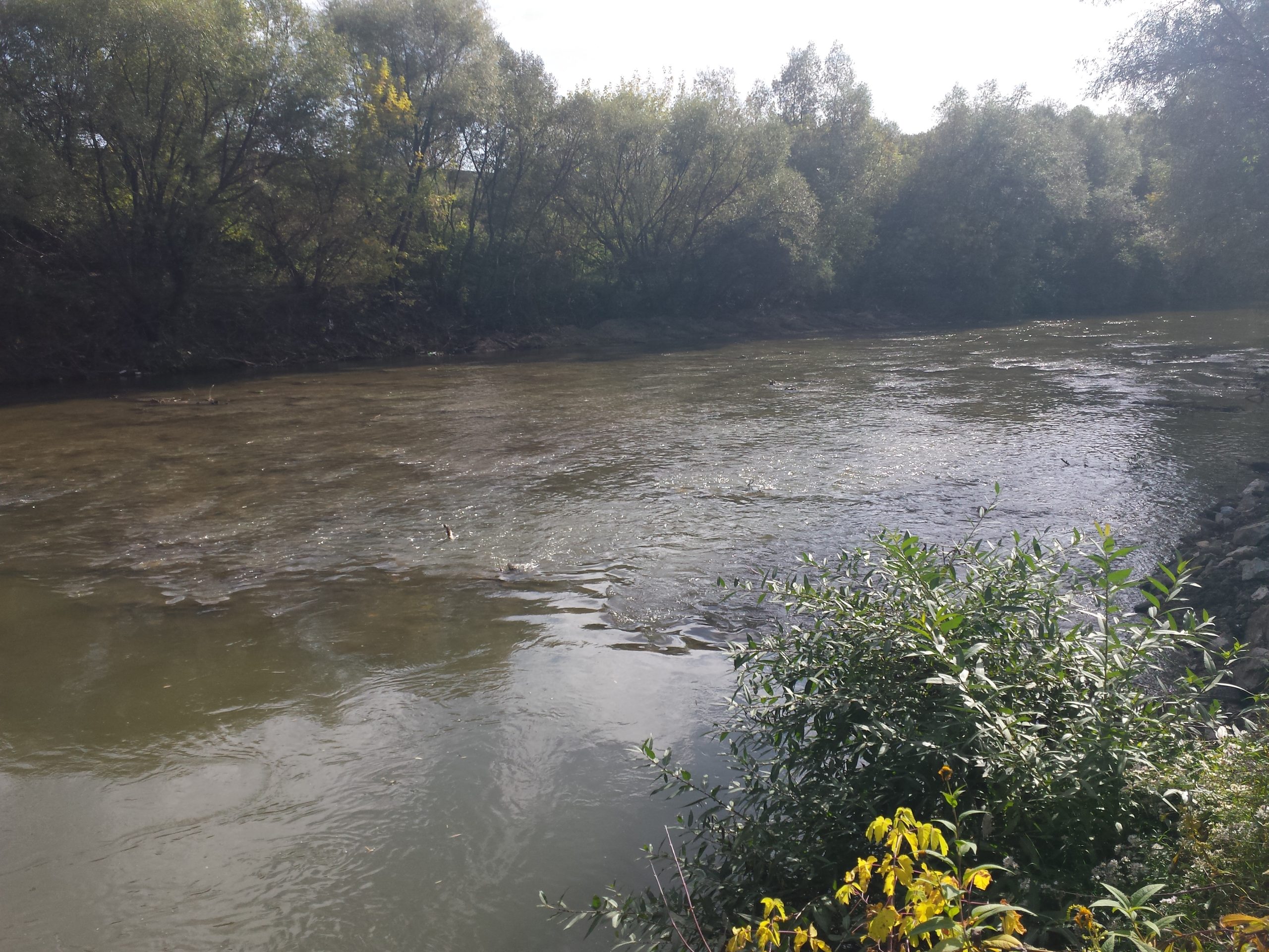 Apele Române au curățat și igienizat râul Târnava Mare