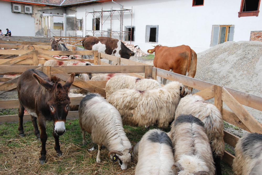 Ziua Recoltei T rnava 2015 56