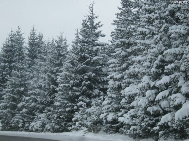 Vin ninsorile de Crăciun. Cod galben de viscol la munte