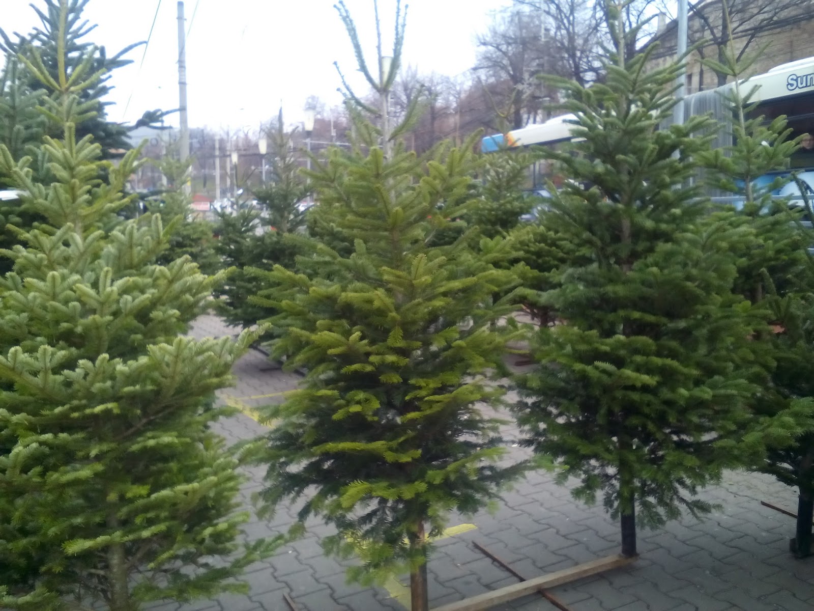 Primii brazi naturali au ajuns la Mediaș, dar lipsesc cumpărătorii