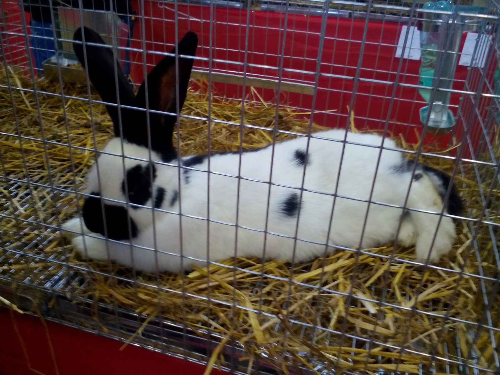 Expoziție de Păsări și Animale Mici în Sibiu, între 1 și 3 martie