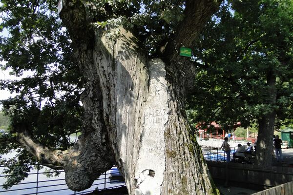 Stejarul multisecular de la Zoo, pe punctul de a fi taiat din greseala