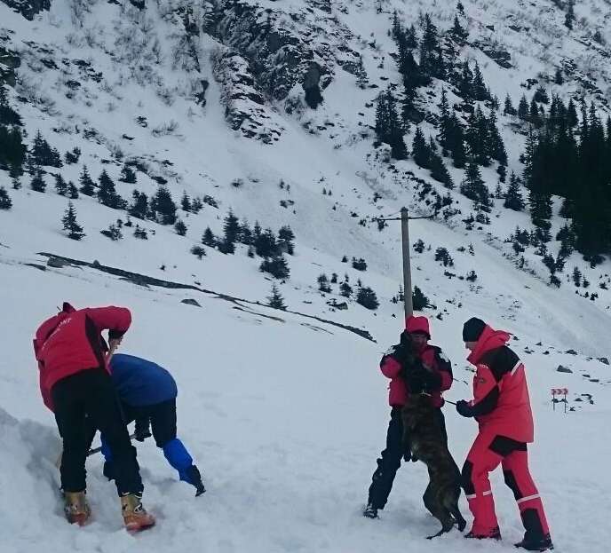 Sibiul are în premieră un echipaj canin de intervenție la avalanșă