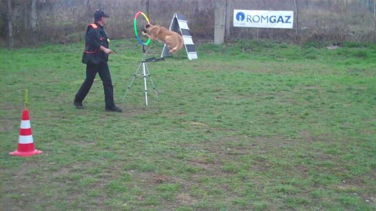 GALERIE FOTO – Spectacol la Clubul de Dresaj Canin Mediaș