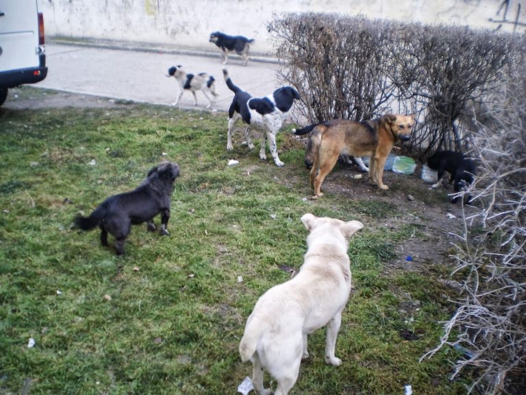 O nouă propunere a consilierului local din Mediaș: Proprietarii de câini să fie obligați să doarmă cu animalele în casă