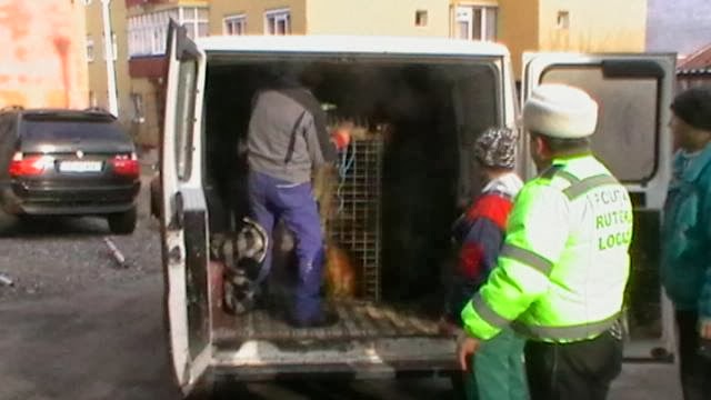 Maidanezii vor fi ridicați din aprilie de pe străzile din Mediaș