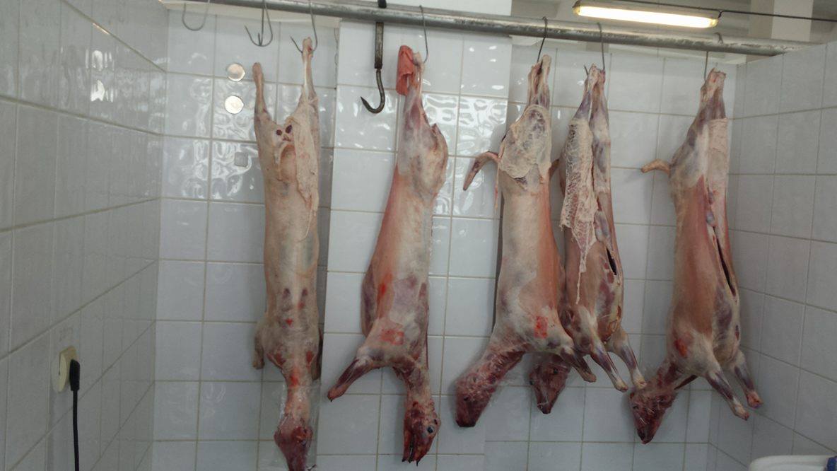 ATENŢIE Iată cum putem recunoaşte carnea de miel autorizată de DSVSA