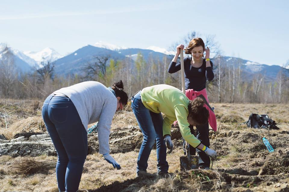 10.000 de puieți, plantați de voluntari la Arpașu de Jos