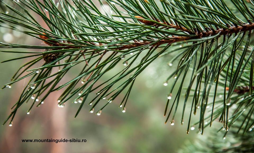 „Let’s do it for Cindrel!” – primăvara arată tot mai bine