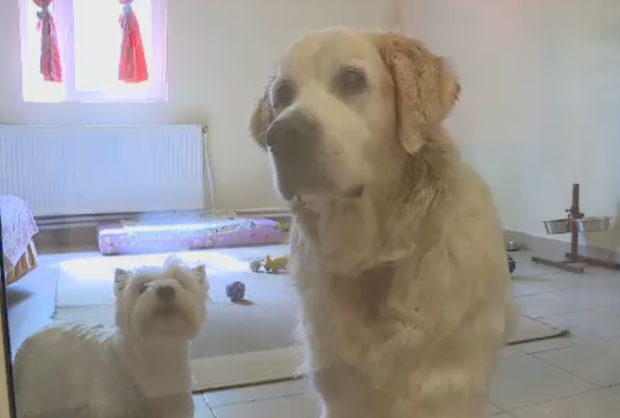 Pensiunile unde animalele se pot relaxa in timp ce stapanii sunt in vacanta. Cat costa o noapte intr-o camera speciala
