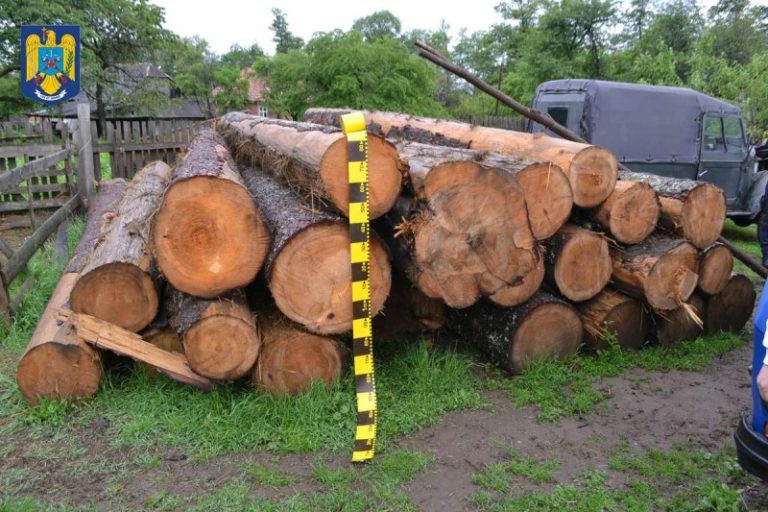 Tăiere ilegală și furt de arbori în județul Sibiu: un bărbat a fost reținut