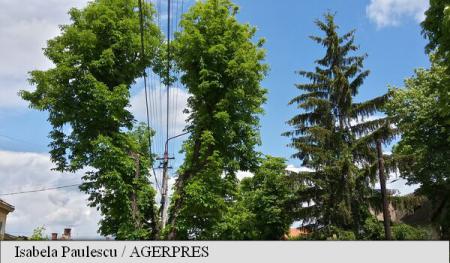 Copac cu coroana in forma de inima, crescut in Sibiu