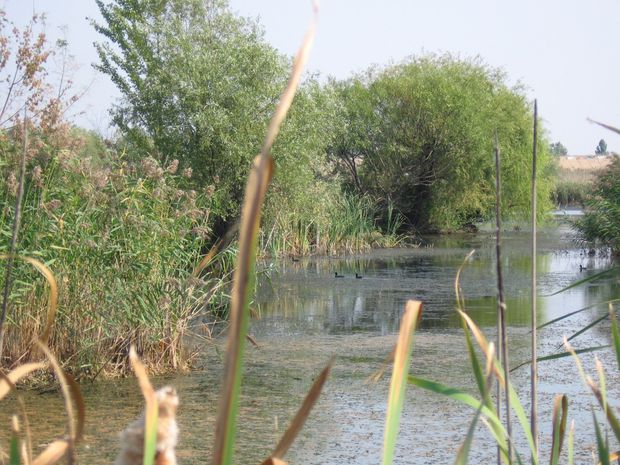 Delta Bucureştiului a devenit arie naturală protejată!