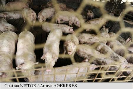 România va solicita Bruxelles-ului deblocarea exportului de porci vii în spațiul comunitar