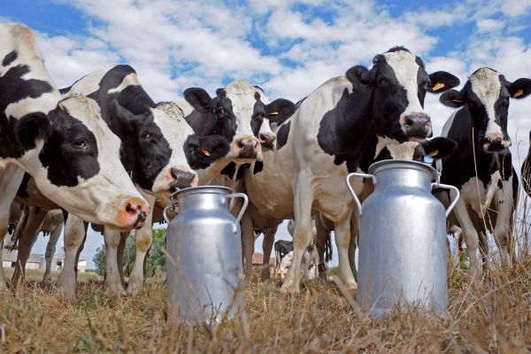 E-Coli, gasit in lapte de la o ferma din Alba