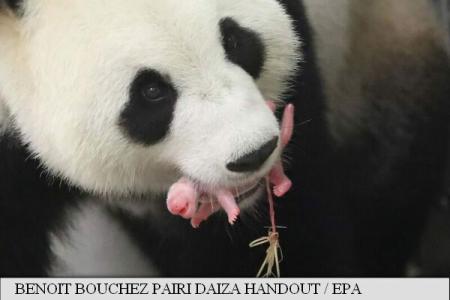 Un pui de panda gigant s-a născut la o grădină zoologică din Belgia