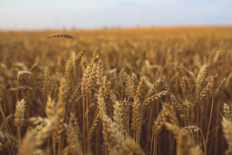 Agricultura ar putea înregistra cel mai bun an din ultimul deceniu