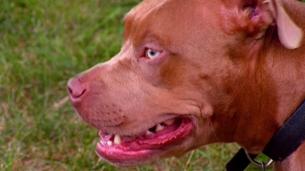 Montreal va interzice câinii pitbull