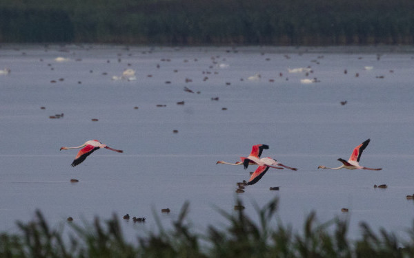 Aparitie foarte rara in Romania. Patru pasari flamingo au fost fotografiate pe un lac, spre bucuria ornitologilor