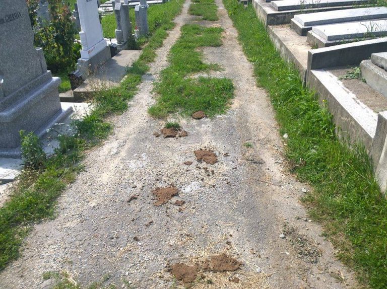 GALERIE FOTO: Imagini scandaloase în Cimitirul Ortodox din Mediaș
