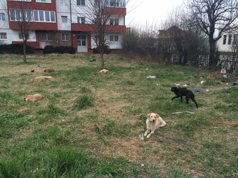 Din septembrie vor fi adunați maidanezii de pe străzile din Mediaș